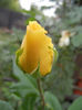 Rose Golden Showers (2012, Sep.14)