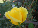 Rose Golden Showers (2012, Sep.24)