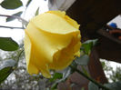 Rose Golden Showers (2012, Nov.09)