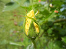 Rose Golden Showers (2013, May 13)