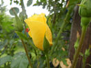Rose Golden Showers (2013, May 17)