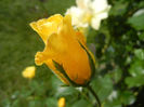 Rose Golden Showers (2013, May 17)