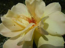 Rose Golden Showers (2013, May 17)