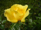 Rose Golden Showers (2013, May 17)