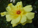Rose Golden Showers (2013, May 18)