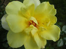 Rose Golden Showers (2013, May 18)