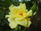 Rose Golden Showers (2013, May 18)