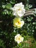 Rose Golden Showers (2013, May 19)