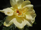 Rose Golden Showers (2013, May 19)