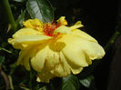 Rose Golden Showers (2013, May 28)
