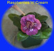 raspberriesncream