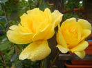 Rose Golden Showers (2013, June 06)
