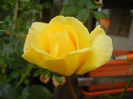 Rose Golden Showers (2013, June 06)