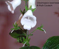 gloxiniopsis-racemosa