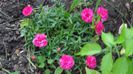 DSC00555