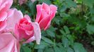 DSC00568