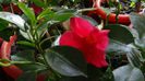 DSC00581