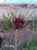 Imag180
