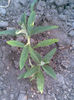 budlleira mov