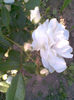 Imag207