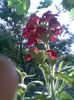 Verbina rosie