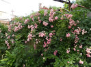 DSCN6517