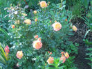 gartenspass