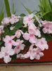 impatiens roz