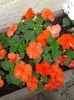 impatiens portocaliu