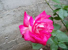 SAM_2573