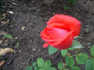 SAM_2575