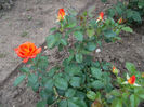 SAM_2579