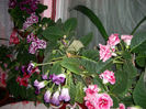 Gloxinii 06 06-2013,