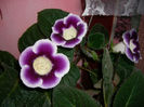 Gloxinii 06 06-2013,