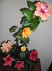 hibiscus grup