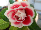 DSCN4281