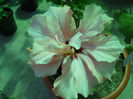 DSCN4283