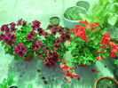 DSCN4288