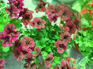 DSCN4290