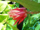 DSCN4292