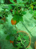 DSCN4296