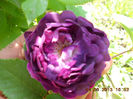 DSCN8639