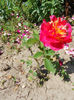 DSCN8655