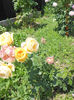 DSCN8671
