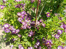 DSCN8684
