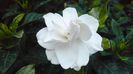 gardenia