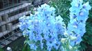 delphinium