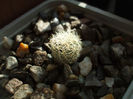 Gymnocactus knuthianus