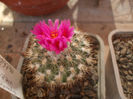 Gymnocactus viereckii