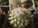 Gymnocactus viereckii , boboci